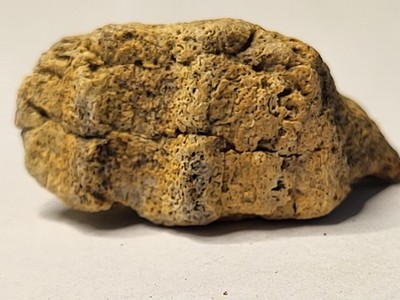 Hadrosaurier Kiefer Dinosaurier Fossil. Edmontosaurus? Hell Creek Formation Ref5819