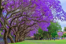 30 Jacaranda Tree Seeds Stunning Flowering Tree Made in USA Ships from Iowa