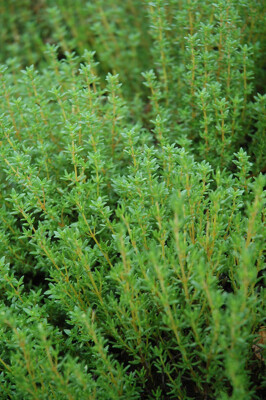 3500+ THYME - COMMON TYPE -  NON - GMO FRESH FRESH HARVEST FOR GARDENS