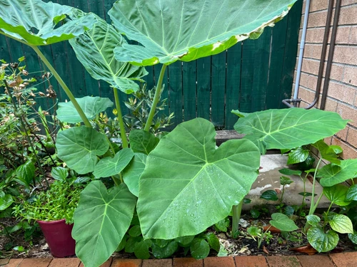 Tahitian Spinach Plant / Celery Stem Taro / Dọc Mùng Bạc Hà