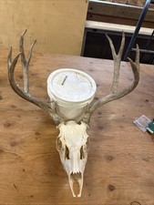 Deer Euro Mount Skull Deer Euro Mount Skull - Image 1
