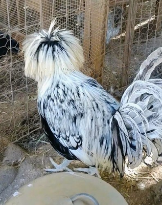#ad 6 Pure Fancy amp; Rare Cross Chicken Hatching Eggs $22.00