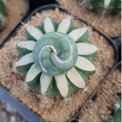 2-3cm Succulent Cactus Plant Garden Decoration Beautiful Plants