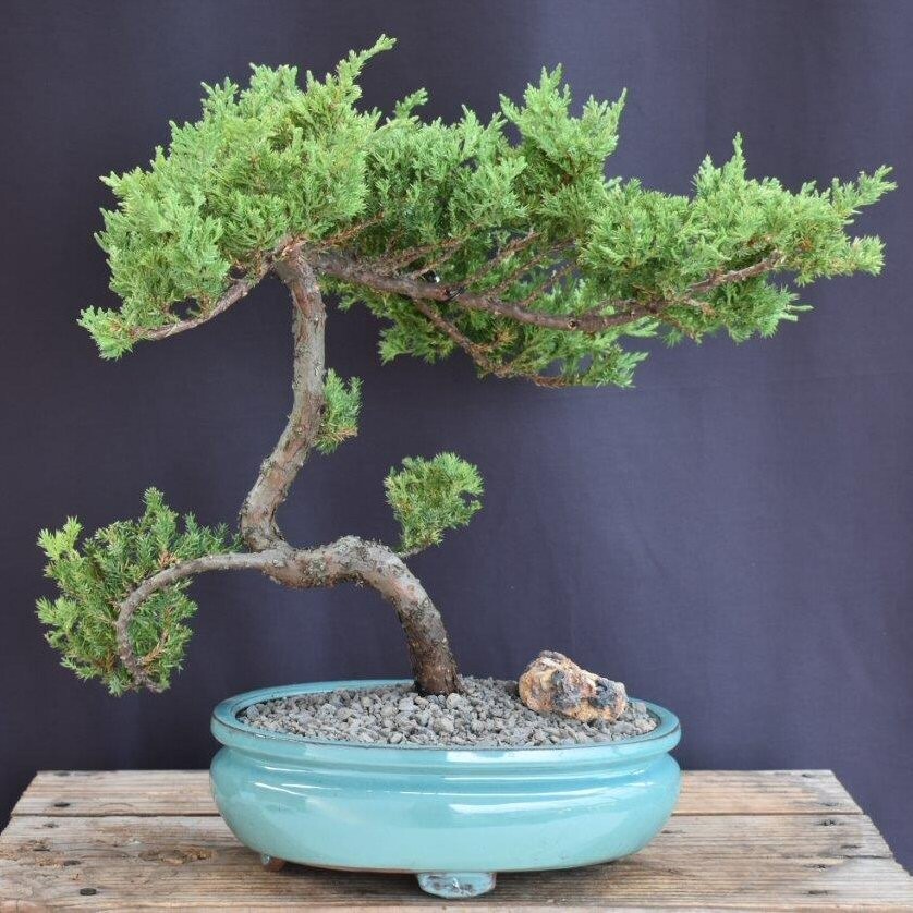 Juniper Bonsai Tree 16"H Trained Evergreen Juniper Procumbens Nana