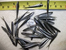 100-1 1/2"-CRAPPIE-PANFISH-SOFT PLASTIC MINNOW-GRUB-JIG-SPLIT TAILS-FLUKES-SCENT