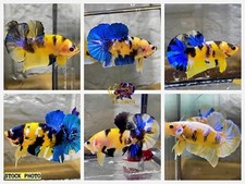 Live Betta Fish High Quality - HMPK Male KOI YELLOW GALAXY - USA Seller
