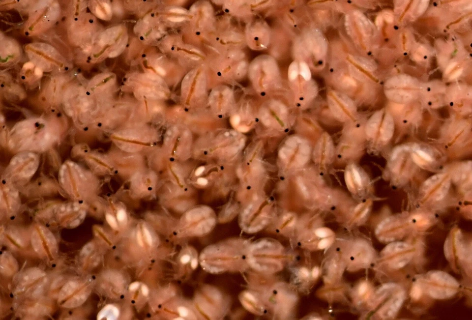 120k Moina Macrocopa eggs High protein Food For Betta Killifish Guppy Fish tank - Image 4 of 4