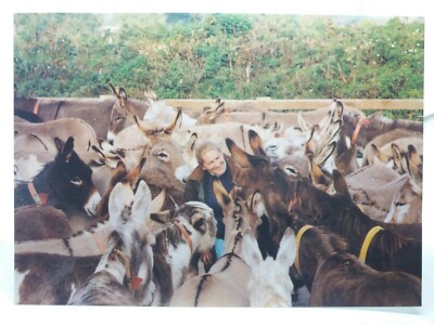The Donkey Sanctuary Sidmouth Devon Dr Elisabeth Svendsen Vintage Postkarte 1996
