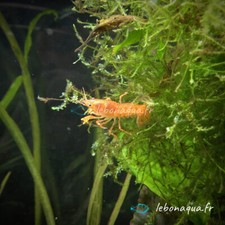Lot de 5 Écrevisses naines Orange CPO pour Aquarium Eau Douce