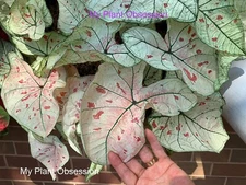 Caladium 'Marie Moir' Size #2 (2 BULBS) - New Crop 2025 - Easy to Grown
