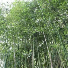 FRESH 50 Giant Japanese Timber Bamboo Seeds Privacy Climbing Garden
