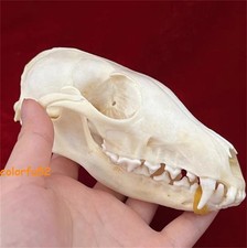 Real Fox Skull Taxidermy Bone Skeleton Halloween Fish Tank Decoration In Stock