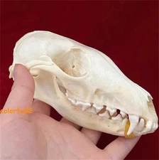 Real Fox Skull Taxidermy Bone Skeleton Halloween Fish Tank Decoration In Stock