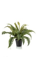 Artplants Deko Schwertfarn Alsawo Im Dekotopf, GrüN, 45Cm