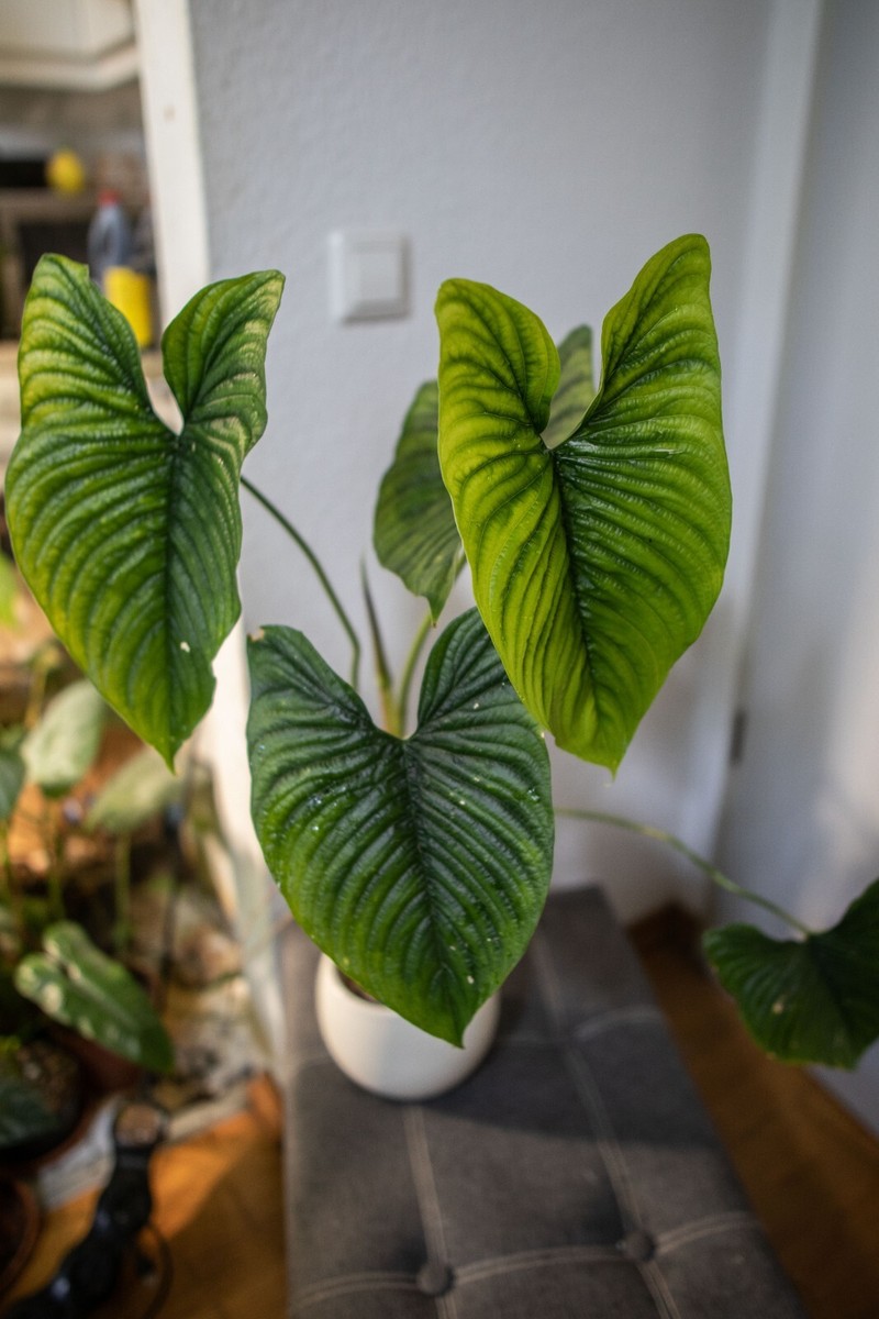 philodendron billietiae variegated Philodendron Billietiae Variegated