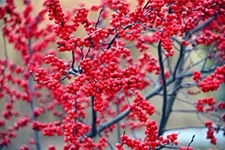 50 Winterberry Bush Seeds for Planting - Ilex verticillata - Essential Winter