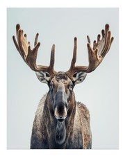 Majestic Moose Wall Art Poster - Nature Home Decor Premium Quality