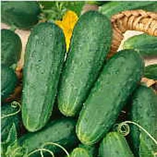 Homemade Pickles Cucumbers Seeds (25+ Seeds)