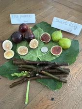 2 Fig Varieties: 3 LSU Purple And 3 Desert King Fig Cuttings For Planting.