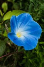 75 Graines de fleurs Ipomée Bleue Azur Méthode BIO seed plante fleur grimpante