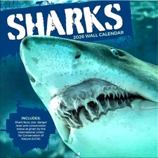2026  Sharks 12"x 24" Photo Wall Calendar by Turner Licensing FAST DELIVERY