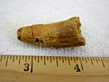 Dinosaur fossil tooth Spinosaurus Cretaceous Era 1-1.75 inch long rm18