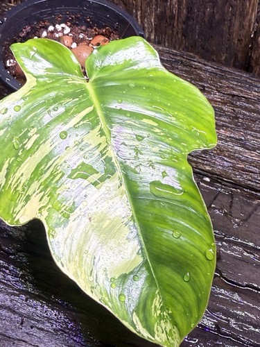 Premium Rare Philodendron squamiferum Variegated - Picture 5 of 8