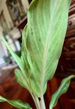 Rare Aglaonema Frosted Bamboo 14" Tall not Monstera Anthurium Philodendron 