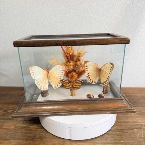 Real Butterfly Specimen Glass Display Case Vintage Decor
