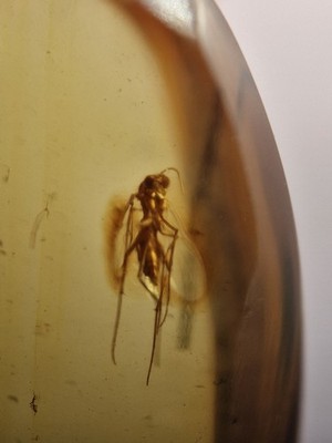 Schöne Insekten im 100 Millionen Jahre alten burmesischen Bernstein 