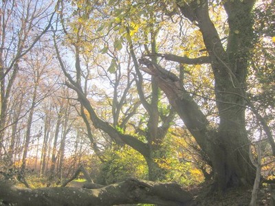 Foto A3 Fallen Bough, Wyld Warren Blackpool Corner Der Zweig gezeigt in c2013