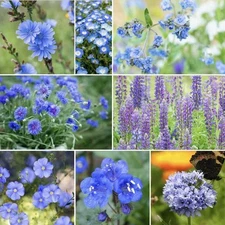 250 Singin' The Blues Seeds - Exclusive Blue Wildflower Seed Mix-