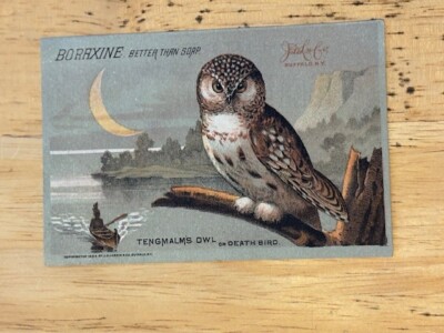 1884 Boraxine Ideal White Soap Trade Card Tengmalm's Owl Silver Spoon. J Larkin