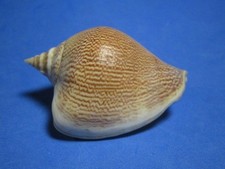 Strombus canarium Linnaeus, 1758 "DOG CONCH!" (64.6mm)