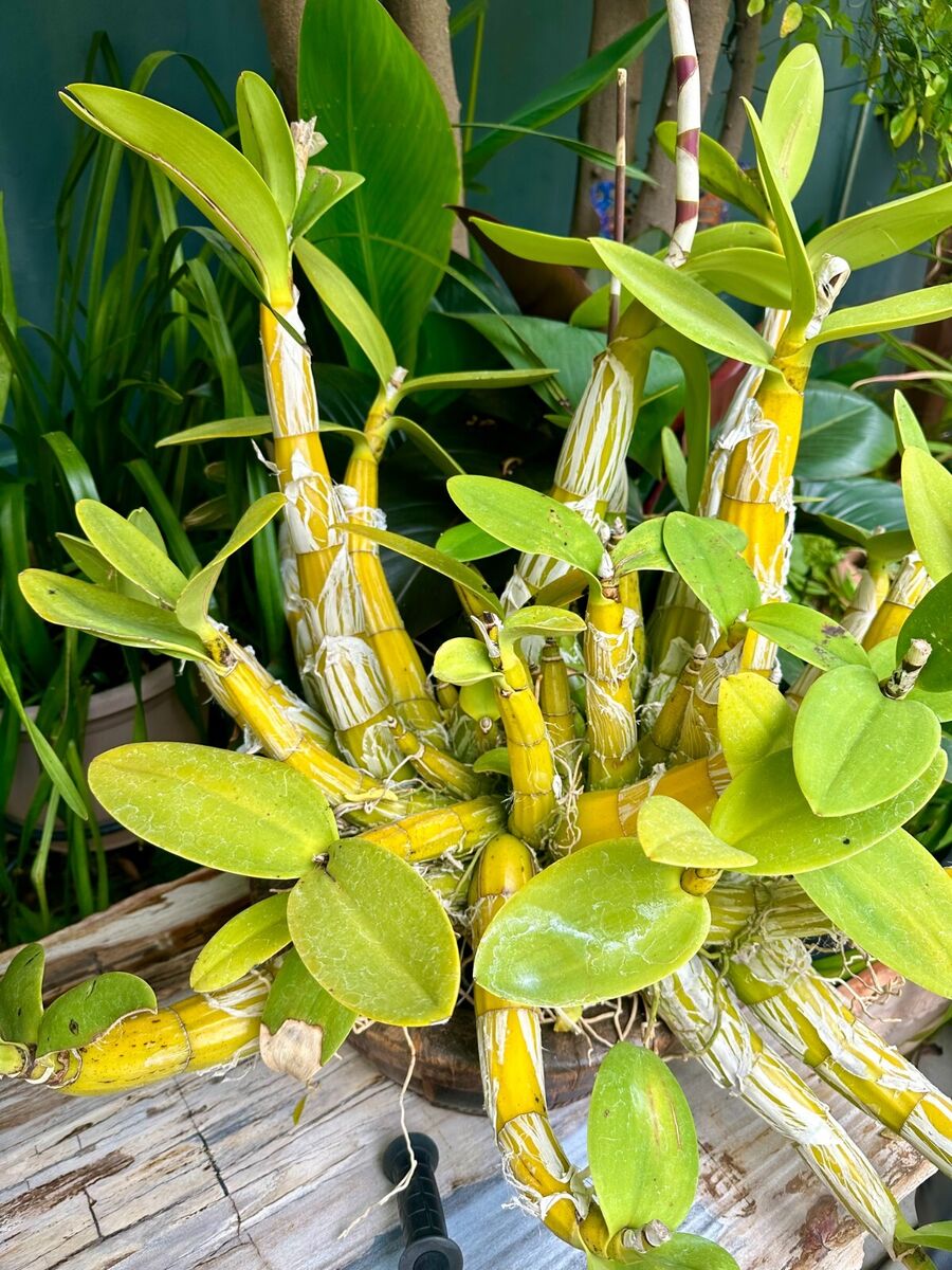 Large Orchid Formerly Schomburgkia grandiflora (Myrmecophila