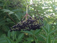 Elderberry Cuttings 12 : 5-10  Long Cuttings 6 Bob Gordo  6 Wyldewood