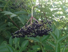 Elderberry Cuttings (12): 5-10” Long Cuttings (6) Bob Gordo & (6) Wyldewood