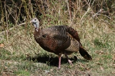 Pheasant,Turkey or Bobwhite Photo, Pick One Image - Various Sizes