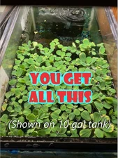 Limited Time: 100sq in Dwarf Water Lettuce 50+ plants 300+ leaves