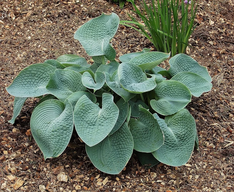 Hosta Plante Rustique - Géantes Collection - 5 Racines - Multicolore - Vivaces - Photo 2/4