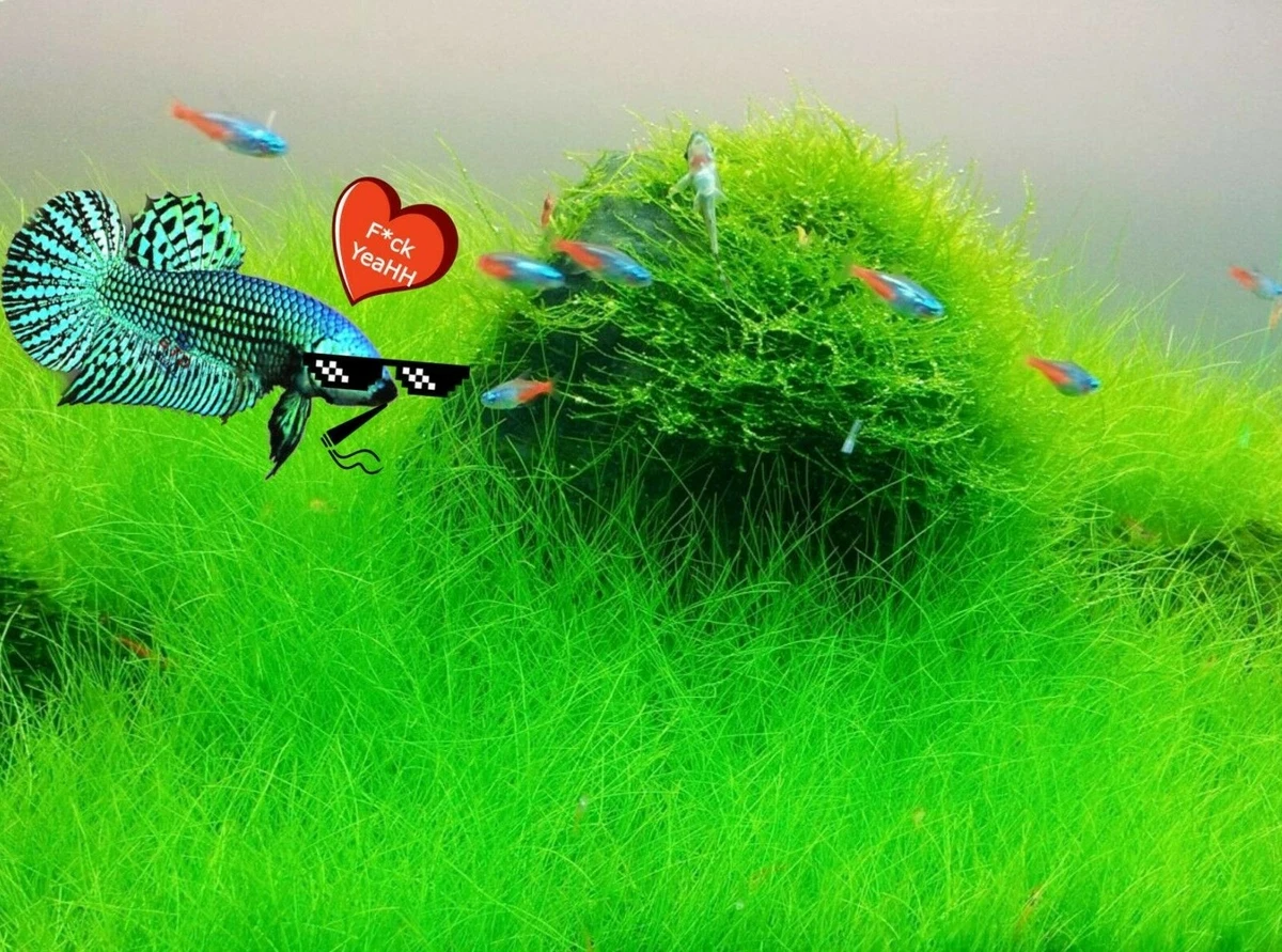 NEW LIVE AQUARIUM PLANT Seeds Fish Tank Water Grass Ground Covering Plants