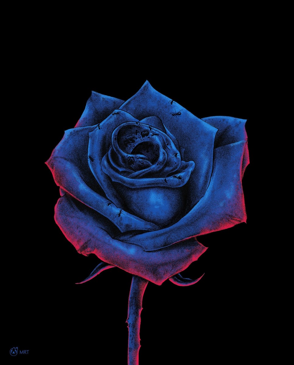 Blue Velvet Rose by Matt Ryan Tobin Ltd Edition x/200 Poster Print