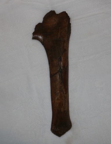 Edmontosaurus Duck Bill Pubis Pelvic Bone - Hell Creek Formation LATE CRETACEOUS - Picture 3 of 11