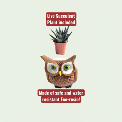   The Wise Sprout  Owl Succulent Planter   Eco-Resin Plant Holder with FREE Liv