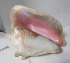 Large Queen Natural Spiked Conch Pink Shell Seashell Nautical Ocean Beach