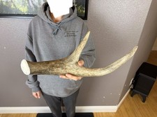 1 Huge JUMBO Whole MOOSE ANTLER Dog Chew SALE SELECT MASSIVE COLOSSAL BIG 16