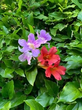 2 Trumpet Vine Combo: Organic Live USA Scarlet and Violet Trumpet Vine Cuttings