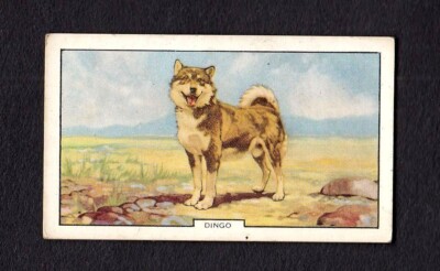 4186/ Gallaher Ltd. - Dogs   Hunde - No 34   Dingo