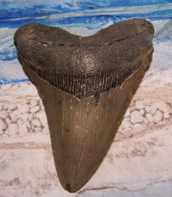 #ad MEGALODON Shark Tooth 4 5 8 sharks teeth HUGE jaw fossil REAL megladon SERRATED $149.00