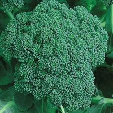 Organic Calabrese Broccoli Seeds | NON-GMO Broccoli Seeds | Fresh Heirloom Seeds